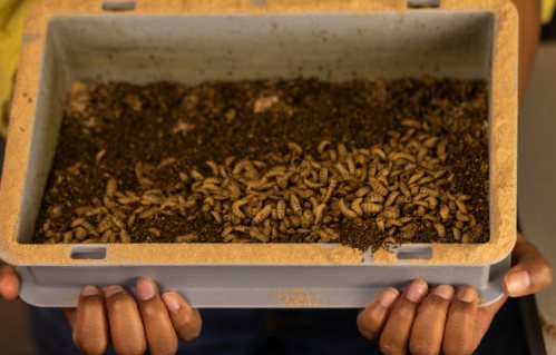 BSF larvae in a tray