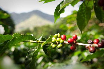 Coffee berries