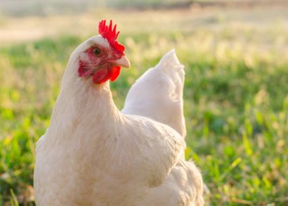 Kienyeji chicken