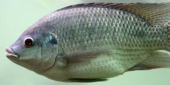 Tilapia fish