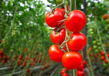 Greenhouse tomatoes